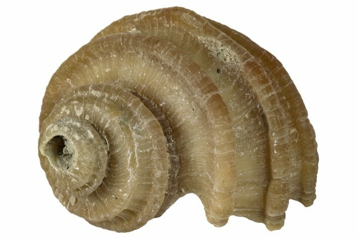 Pliocene Gastropod (Ecphora) Fossil - Maryland #189577